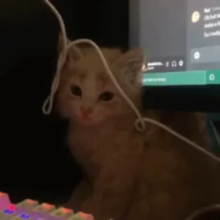 🙂 emoji обезьянки и кошаки. риночка Telegram sticker 3 of 45