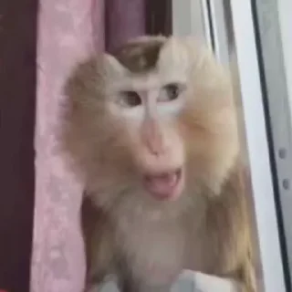 😱 emoji обезьянки и кошаки. риночка Telegram sticker 7 of 45