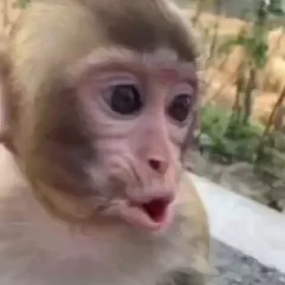 😮‍💨 emoji обезьянки и кошаки. риночка Telegram sticker 18 of 45