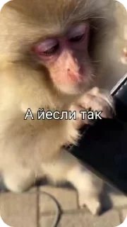 Sticker from Манке от семки