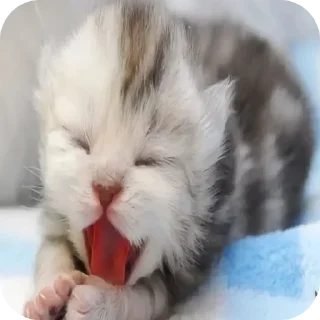🐱 emoji @STICKRULE <- БОЛЬШЕ Telegram sticker 5 of 29
