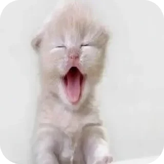 🐱 emoji @STICKRULE <- БОЛЬШЕ Telegram sticker 2 of 29