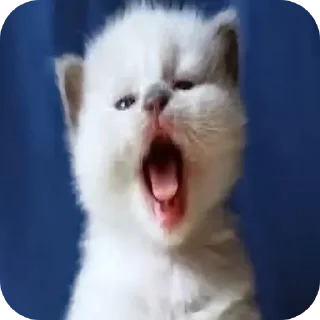 🐱 emoji @STICKRULE <- БОЛЬШЕ Telegram sticker 3 of 29