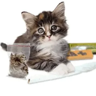 🐱 emoji @STICKRULE <- БОЛЬШЕ Telegram sticker 16 of 29