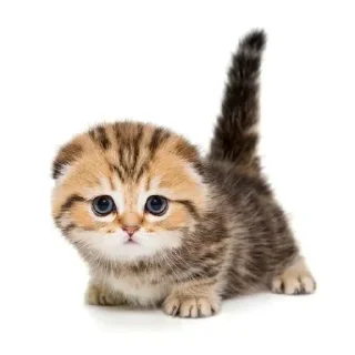 👍 emoji @STICKRULE <- БОЛЬШЕ Telegram sticker 24 of 29
