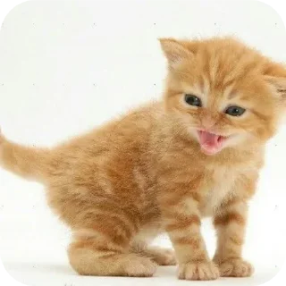 👍 emoji @STICKRULE <- БОЛЬШЕ Telegram sticker 23 of 29