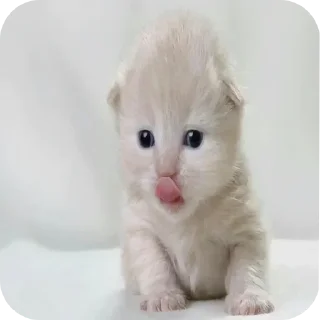 🐱 emoji @STICKRULE <- БОЛЬШЕ Telegram sticker 6 of 29