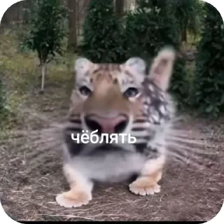 Sticker from от алиши 2
