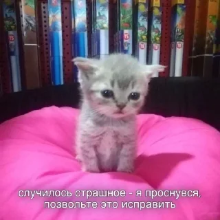 Sticker from МЕМНЫЕ КОТИКИ