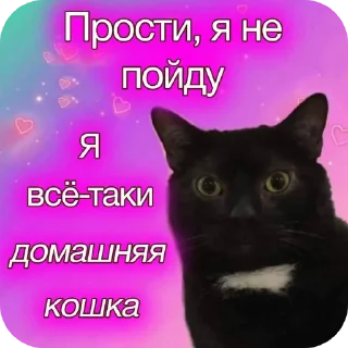 🐱 emoji incognito lover Telegram sticker 16 of 34