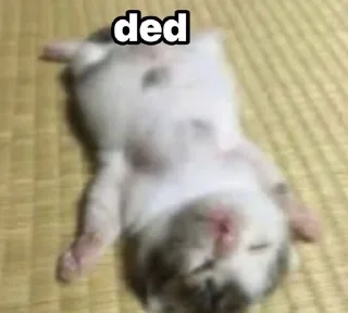 Sticker from мемновые коти