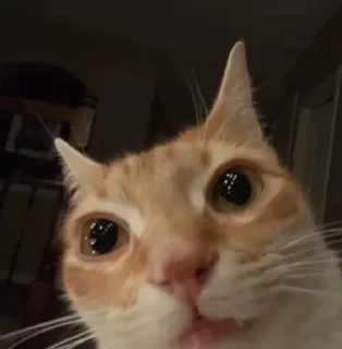 Sticker from МЕМНЫЕ КОТИКИ