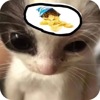 🐱 emoji incognito lover Telegram sticker 11 of 34