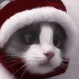 😸 emoji Личный пак by Акиро @akirohills0tg Telegram sticker 10 of 68