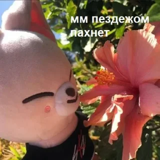 Sticker from скз и токсики