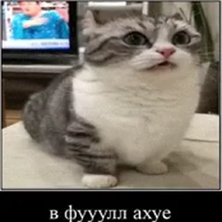 Sticker from Больше стиков тут: @stikiin