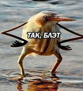 Чебуречная sticker 4