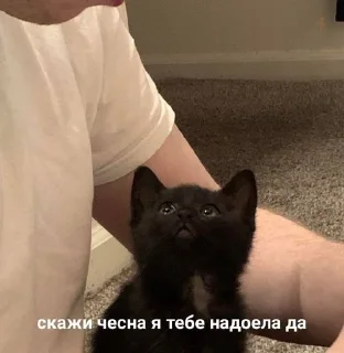 🌟 emoji Чебуречная Telegram sticker 9 of 102