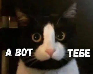 Чебуречная sticker 1