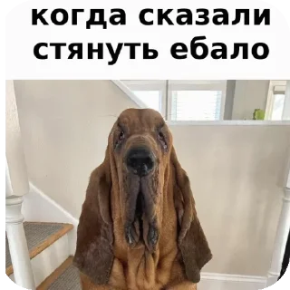 🐶 emoji пꙷоⷩсꙵтⷤуⷶпⷮоꙺк ⷫгⷶеⷧрꙵоⷮяⷬ Telegram sticker 8 of 97