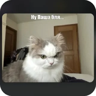 Sticker from сни be like