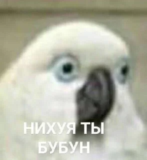 🫣 emoji СБОРНАЯ СОЛЯНКА Telegram sticker 20 of 120