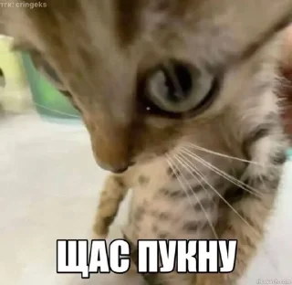 🥴 emoji СБОРНАЯ СОЛЯНКА Telegram sticker 13 of 120