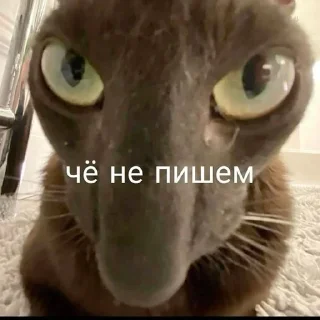 🌟 emoji СБОРНАЯ СОЛЯНКА Telegram sticker 15 of 120