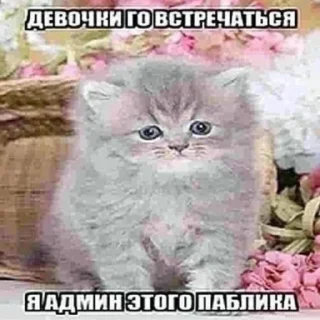 Sticker from Жми сюда 👉🏻 @emoj1k