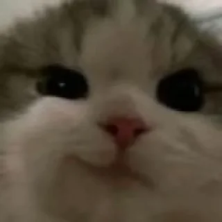 😼 emoji мявики Telegram sticker 9 of 33