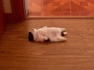 🐱 emoji мявики Telegram sticker 11 of 33