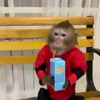 🐵 emoji Єбана кочерижка #4 Telegram sticker 23 of 46