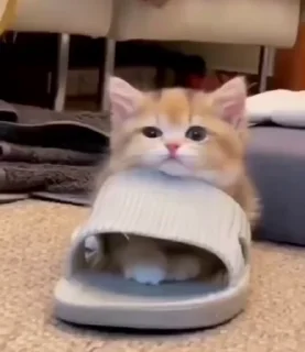 🐾 emoji Єбана кочерижка #4 Telegram sticker 18 of 46