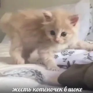 Sticker from котяра сникерс