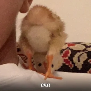 Sticker from ʕ•ᴥ•ʔ