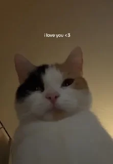 ❤️ emoji самый ебейший стикпак Telegram sticker 14 of 117