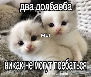 🫡 emoji самый ебейший стикпак Telegram sticker 5 of 117