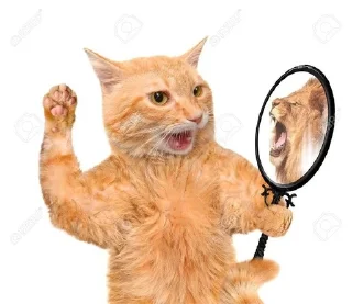 Sticker from котіки