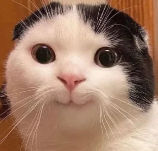 😊 emoji Давай, уніжайся by: @kkkageya Telegram sticker 21 of 75