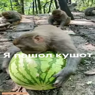 😋 emoji бибизяны MERLYY :: @gptVPNrbot Telegram sticker 20 of 91