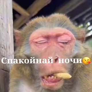 😪 emoji бибизяны MERLYY :: @gptVPNrbot Telegram sticker 5 of 91