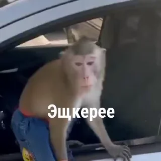 🐵 emoji бибизяны MERLYY :: @gptVPNrbot Telegram sticker 11 of 91