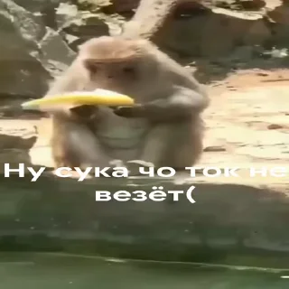 😔 emoji бибизяны MERLYY :: @gptVPNrbot Telegram sticker 13 of 91