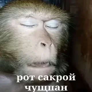 😡 emoji бибизяны MERLYY :: @gptVPNrbot Telegram sticker 3 of 91