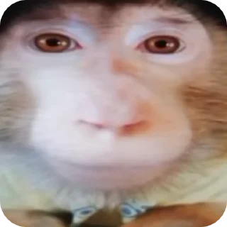 🙂 emoji бибизяны MERLYY :: @gptVPNrbot Telegram sticker 6 of 91