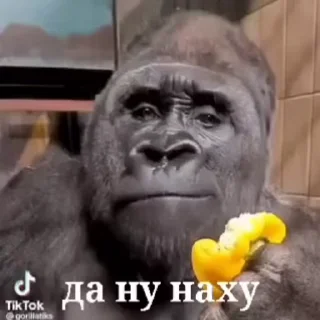 😱 emoji бибизяны MERLYY :: @gptVPNrbot Telegram sticker 4 of 91