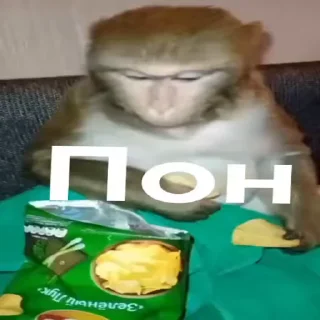 😐 emoji бибизяны MERLYY :: @gptVPNrbot Telegram sticker 17 of 91
