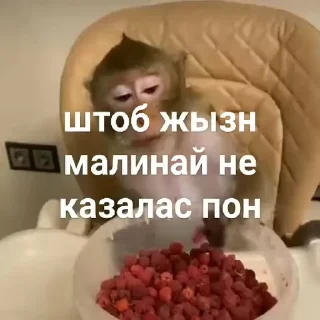 🐵 emoji бибизяны MERLYY :: @gptVPNrbot Telegram sticker 12 of 91
