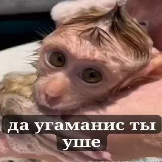 😎 emoji бибизяны MERLYY :: @gptVPNrbot Telegram sticker 1 of 91