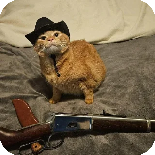 Sticker from Aryan cats